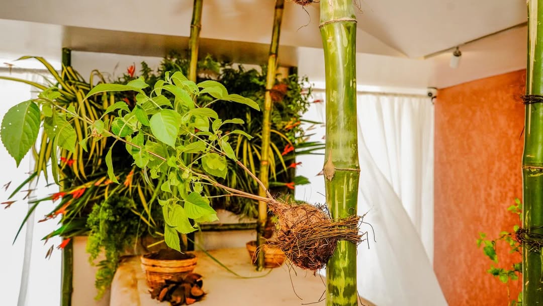 Bamboo and living-plant installation with suspended root bundles inside the Dreaming New Worlds exhibition space